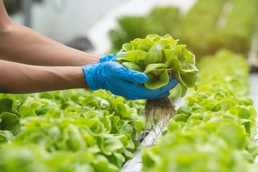Вырасти профессионально. Lettuce grow Farmstand. Lettuce in Store in USA. Lettuce grow Farmstand купить.